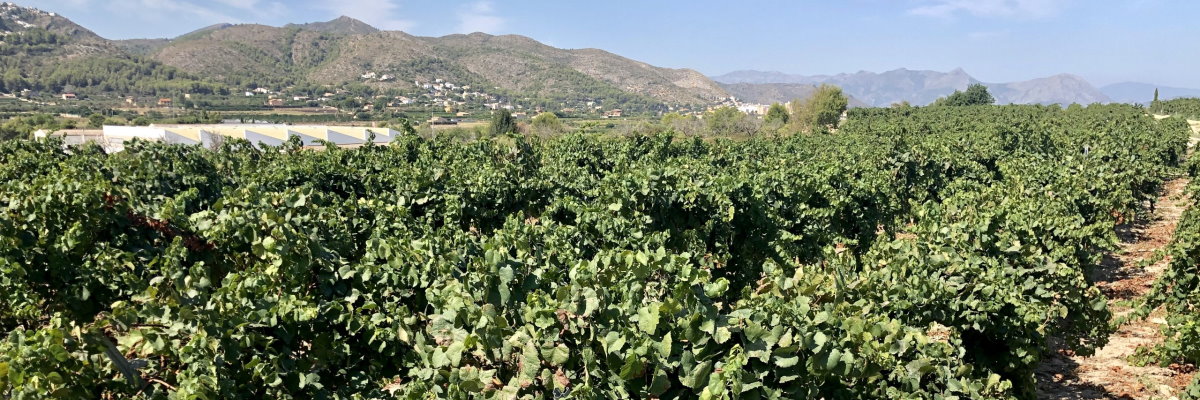 Mont Roig vineyard