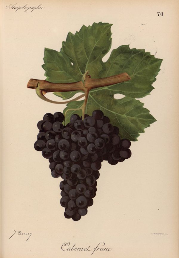 Ampelography of Valencian grape varieties