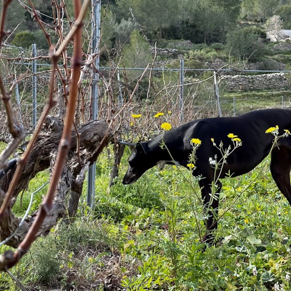 Living vineyard and soil