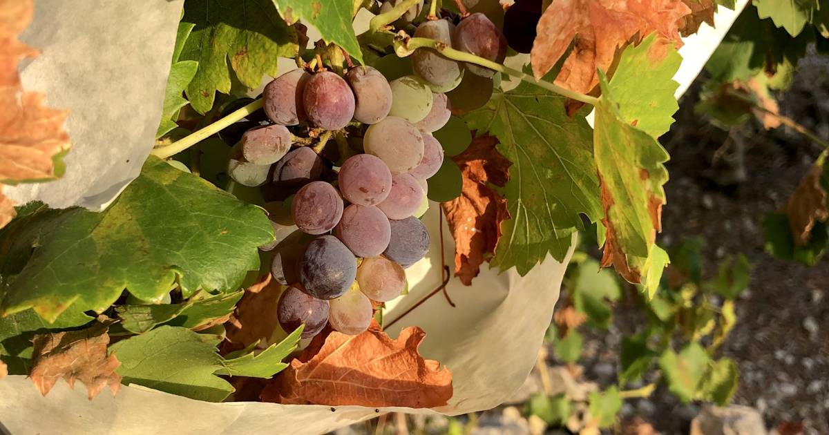 Variétés de raisin du Pays Valencien