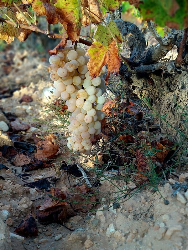 Tardana grape variety