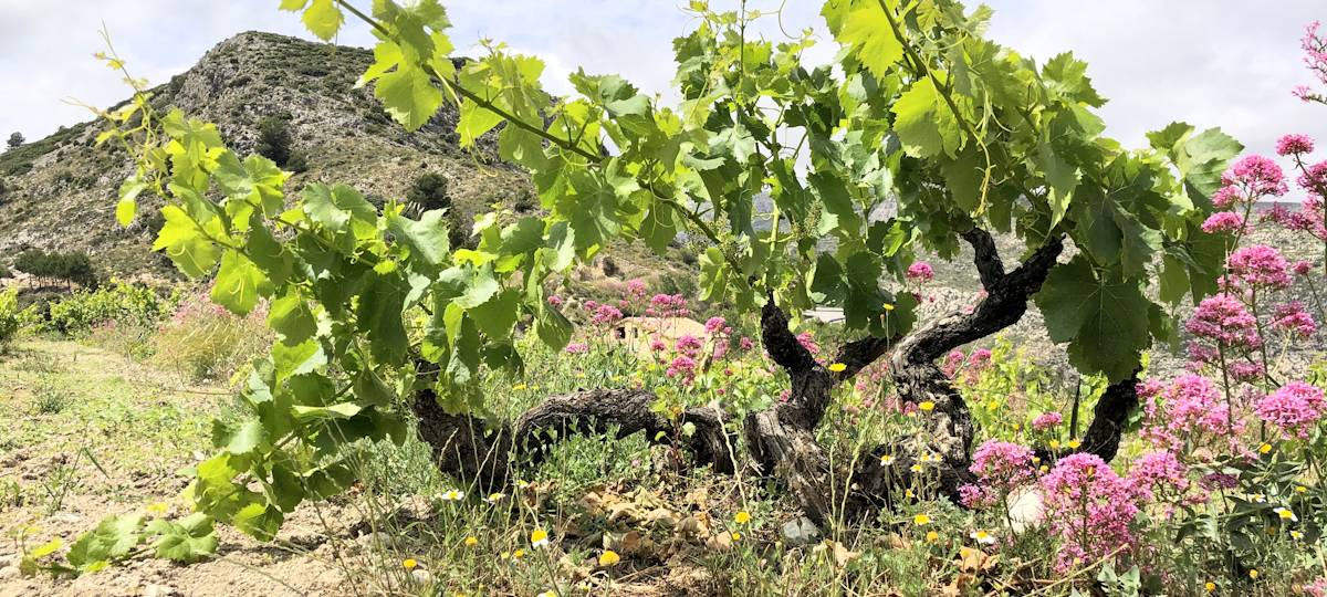 Living vineyard with ground cover