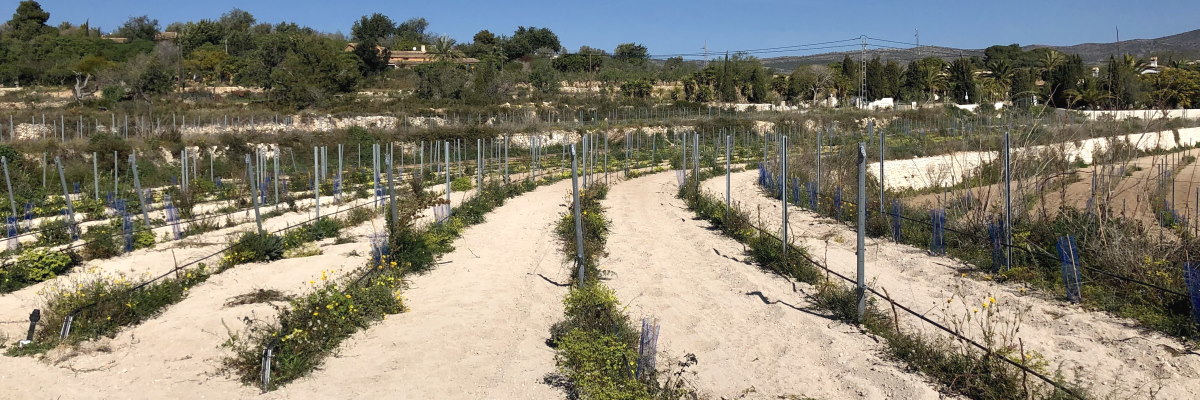 Vineyard Alter de Benimaquia