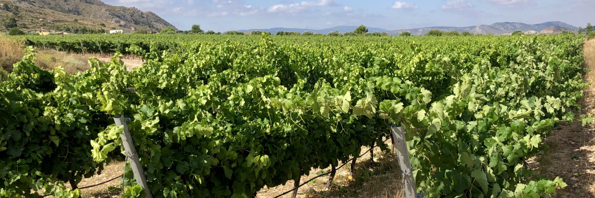 Vineyard Casa Balaguer