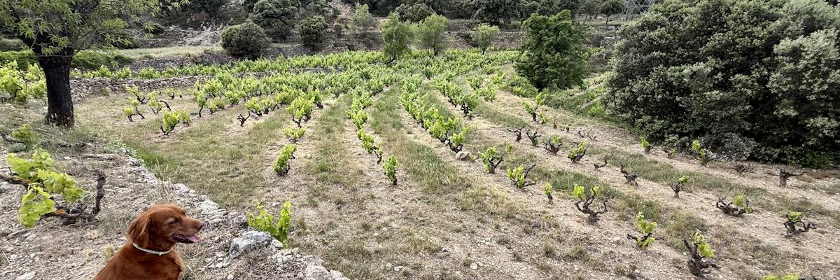 Casa Masas vineyards, Maestrazgo