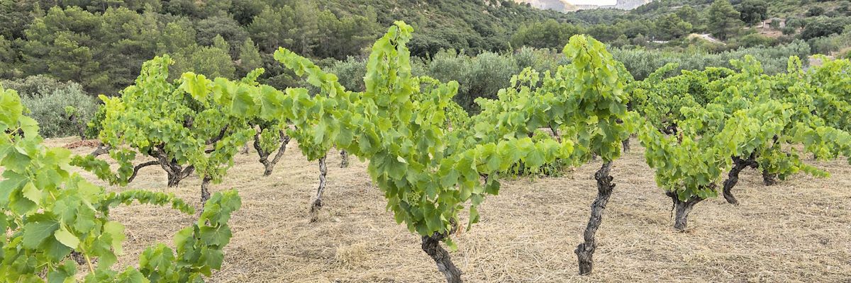 Vinyes Caseta Vinamar
