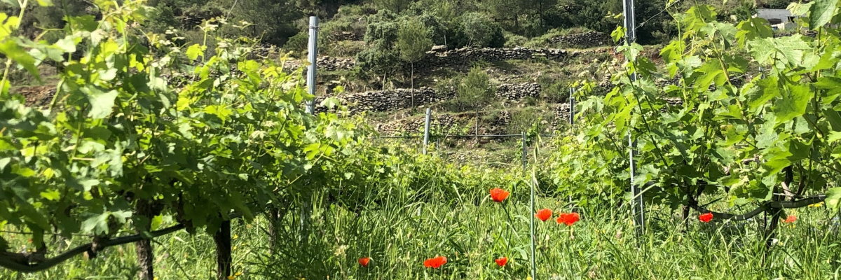 Vineyard Celler Vicent Tomas