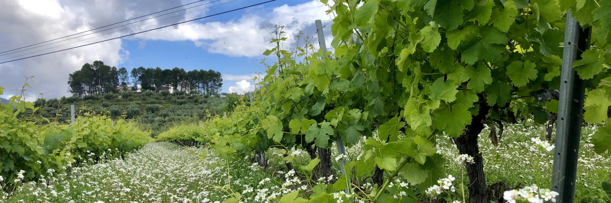 Vineyard of Cup de la Muntanya