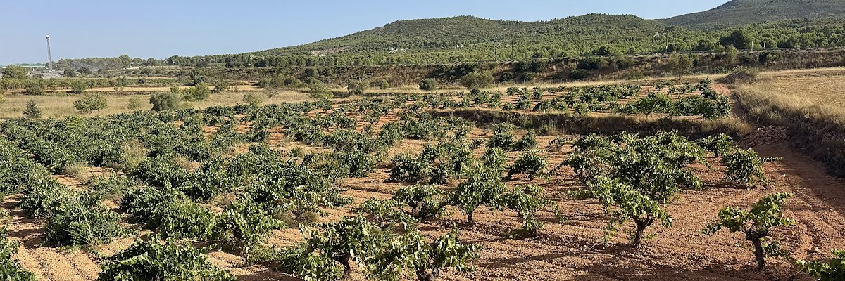 Vignes d'Escuadra, El Rebollar