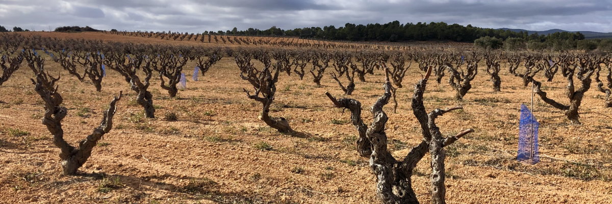 Vineyard Ferrer Gallego