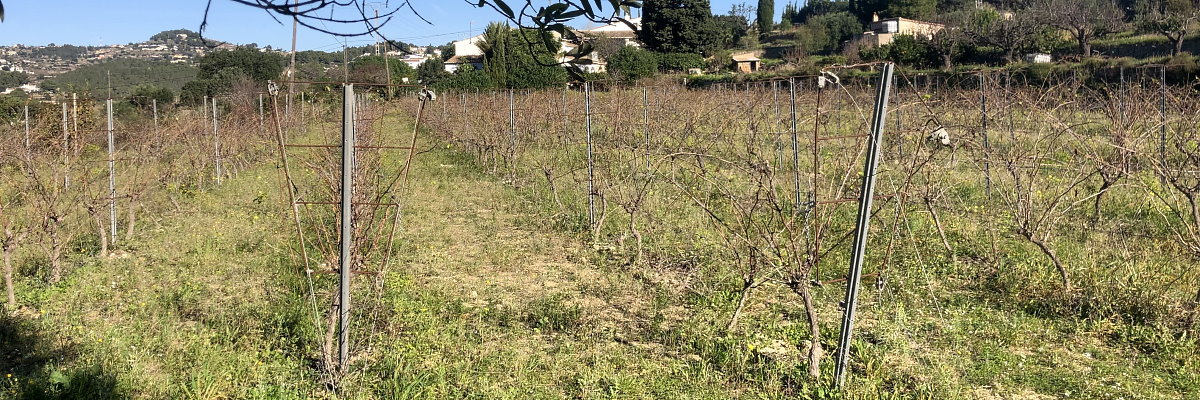 Vignes Joan de la Casa