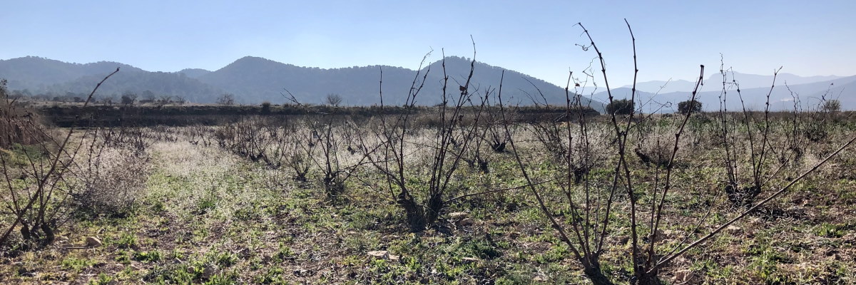 Vineyard La Zafra