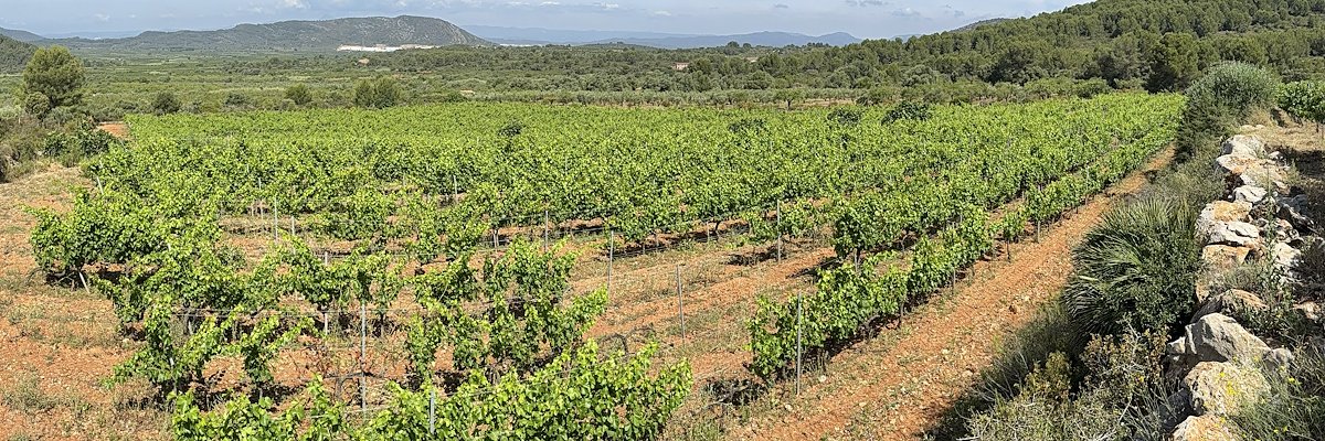 Vinyes de Les Agulles Wine, Cabanes