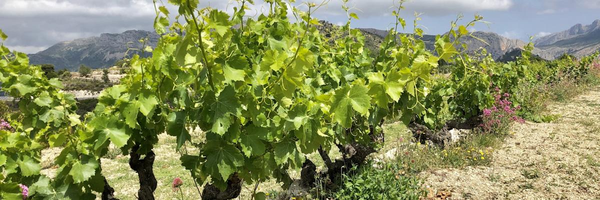 Vinyes respectuoses amb el medi ambient