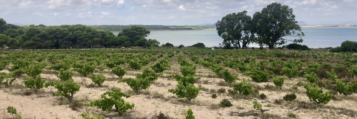 Vinyes Sopla Levante, La Mata