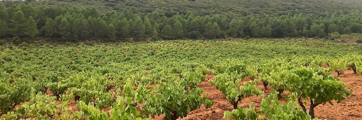 Vignes Tren de Vida