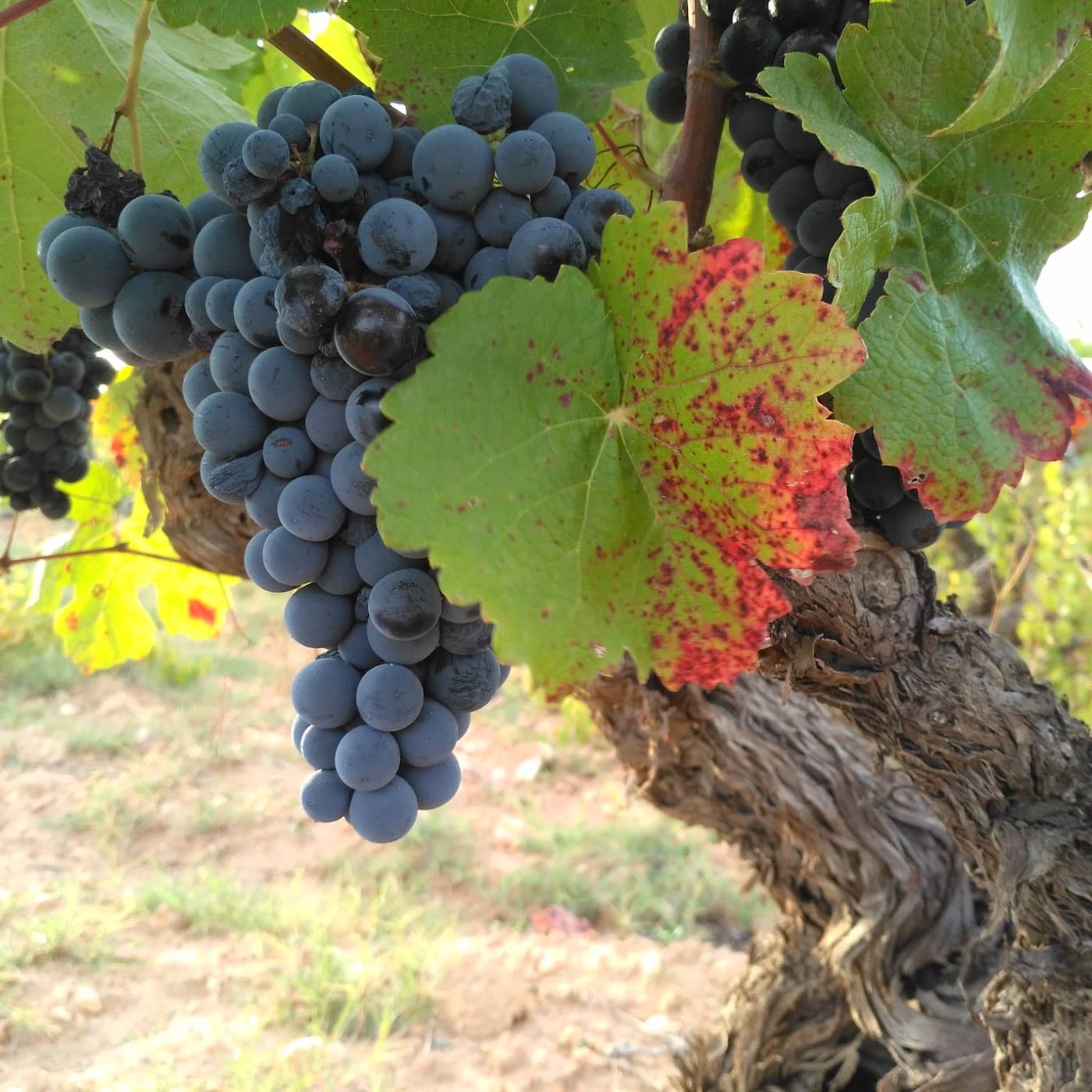 Va de vi – Raïm Boval – S03E13 Va de vi – Raïm Boval – S03E13