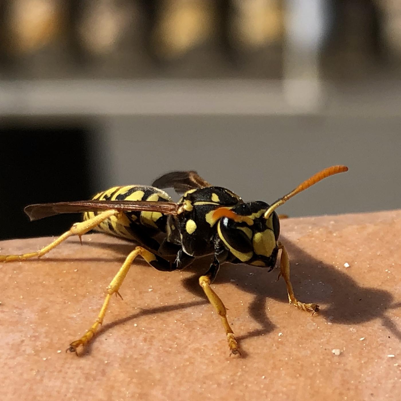 Va de vi – Les vespes i la vinya, S03E06